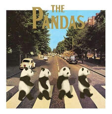 The Beatles cover but 'The Pandas', with pandas walking across a zebra crossing